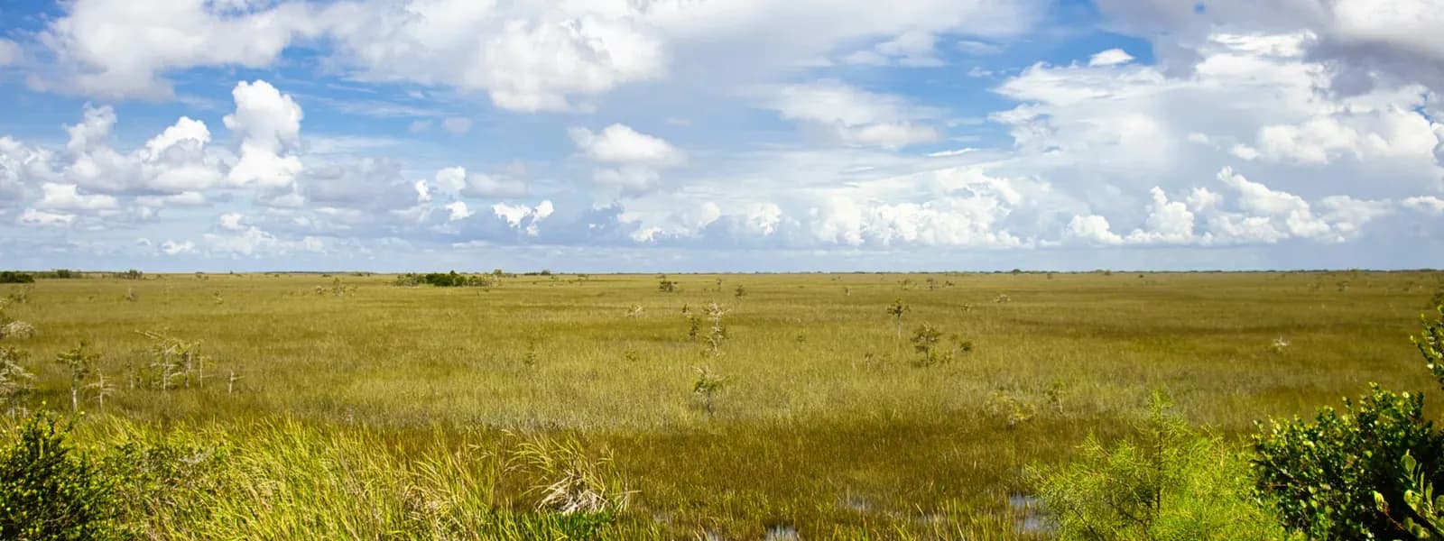 A wide grassy plain under a tall bank of cumulus cloud, with a low horizon.